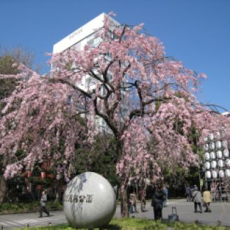 cherry-blossoms-in-ueno-park-tokyo-japan+1152_12935953611-tpfil02aw-18011